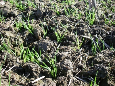 小麦畑の除草剤散布