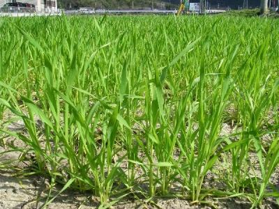 小麦の追肥