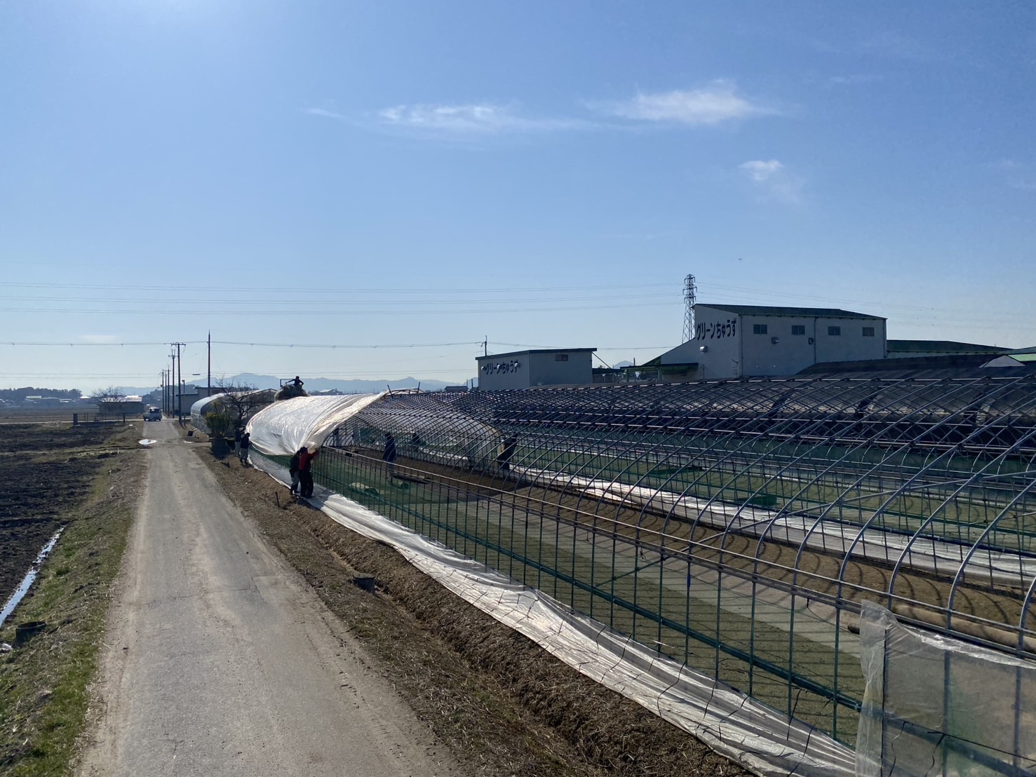 ハウス張り | 株式会社グリーンちゅうず 滋賀県野洲市のお米を全国へ