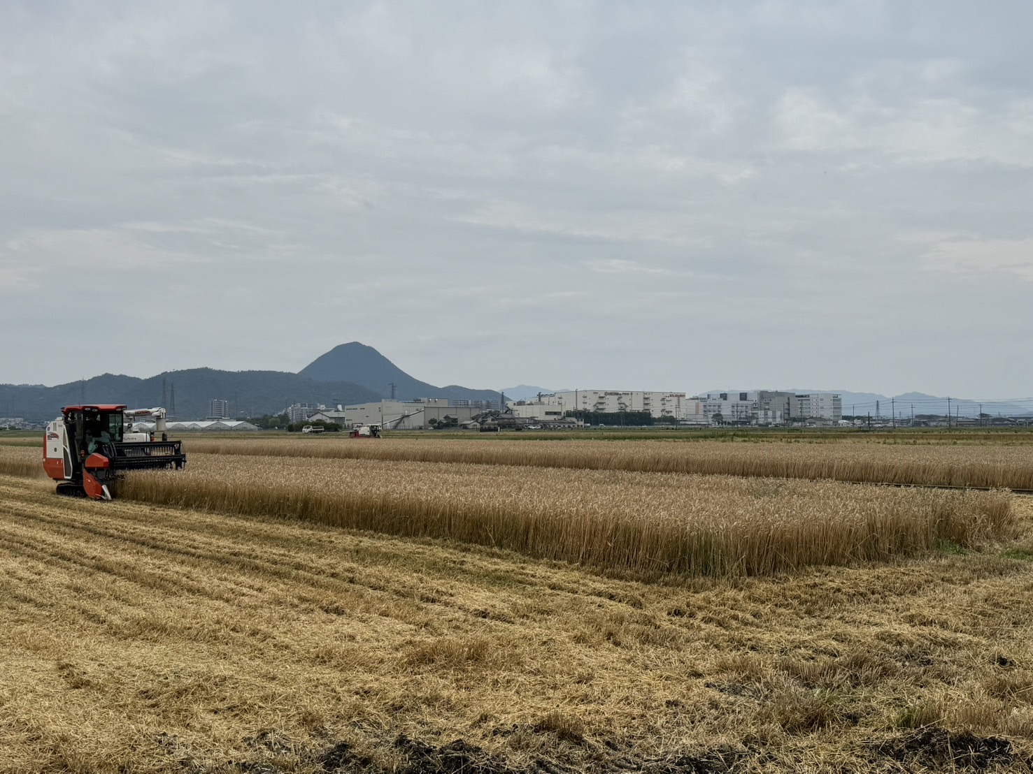 麦刈りが始まりました。 | 株式会社グリーンちゅうず 滋賀県野洲市のお米を全国へ